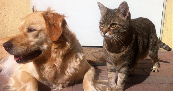 dog-cat-desexing