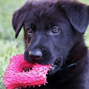 Dog care tips. Black puppy holding toy