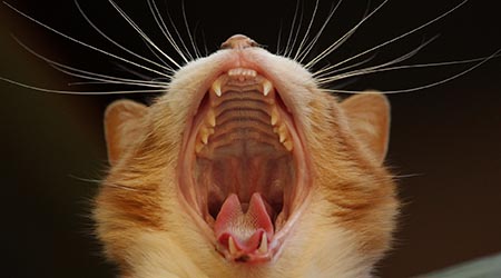 Pet dental care. Ginger cat with open mouth showing teeth