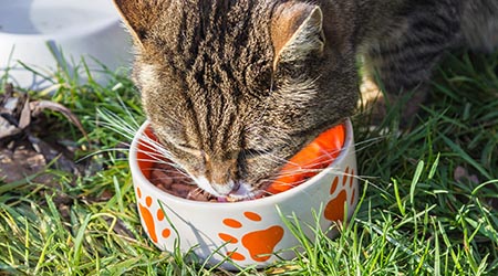 Caring for your cat. Cat eating from orange bowl