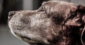 Brown dog. Osteoarthritis in dogs
