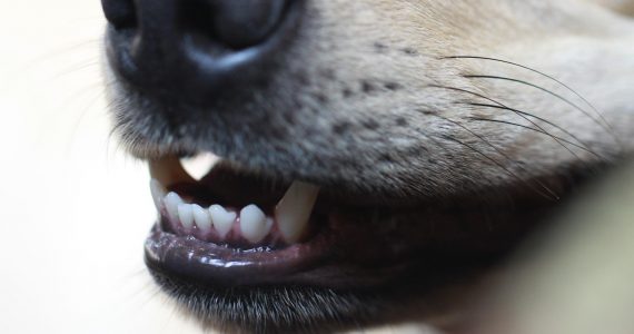 How to brush your dogs teeth and the benefits of tooth brushing, Adelaide Vet, Port Road Vet