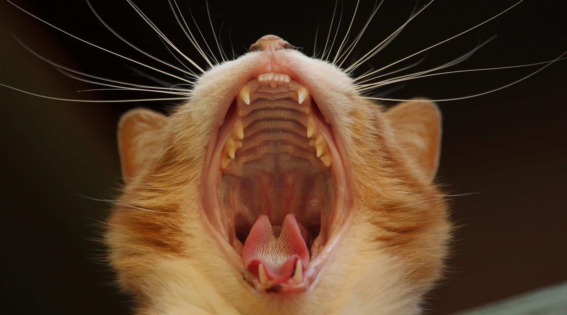 Cat dental disease, adelaide Vet