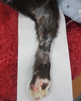 Miss Kitty, Degloved, cat, dog fight wound, paw, paw injury, healing, skin graft