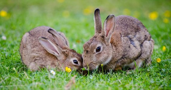 calcivirus and myxomatosis in rabbits - causes, symptoms and prognosis