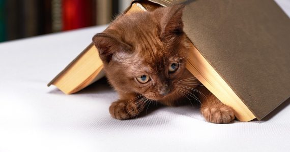 Cat crouching under open book. Find out fun facts about cats.