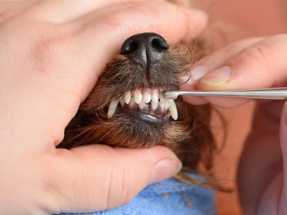 How to Keep Your Dog's Teeth Clean | Port Road Vet
