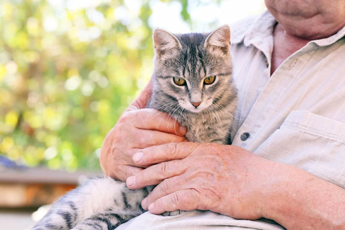 Arthritis in cats